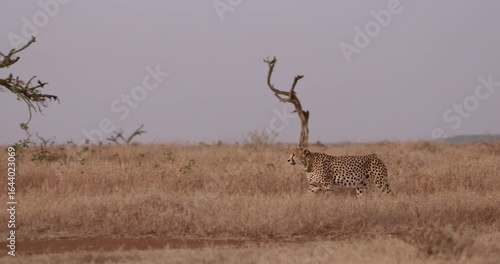 Wide pan of a Cheetah (Acinonyx jubatus) walking through tall dry grass in the savannah grassland at midday in Kenya