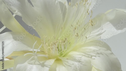white  huge flower of cactus with yellow core   blooming at sunny day. macro 4k footage