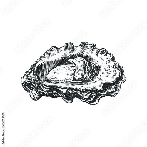 Detailed Engraving of an Opened Oyster with Plump Meat