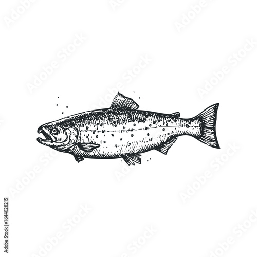 Detailed Ink Drawing of a Salmon Fish Swimming Side View