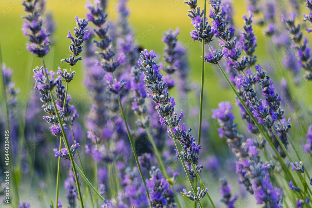 Naklejka premium Lavender flowers bloom in radiant purple shades, framed by green foliage, offering a peaceful and soothing glimpse of nature.