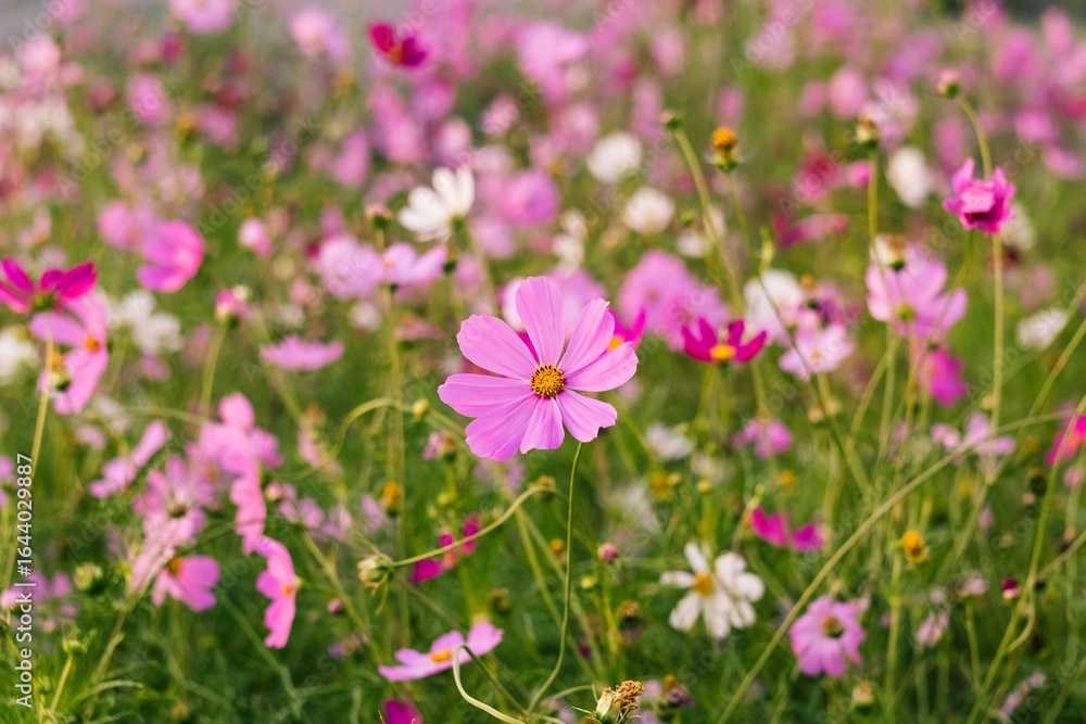 Pink cosmos flowers brighten a lush green garden, their delicate petals adding calm and color to the natural landscape. Pink cosmos flowers brighten a lush green garden, their delicate petals adding calm and color to the natural landscape.