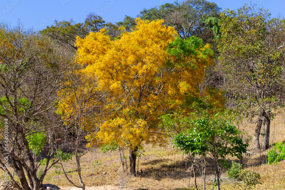 Um ipê amarelo frondoso e florido no meio da vegetação típica do cerrado brasileiro. Um ipê amarelo frondoso e florido no meio da vegetação típica do cerrado brasileiro.