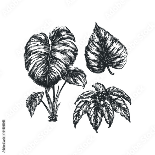 Monstera Plant Leaves Hand Drawn Sketch on White Background