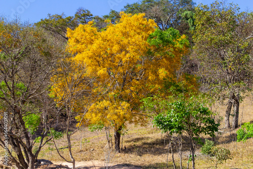 Bild auf Leinwand Um ipê amarelo frondoso e florido no meio da vegetação típica do cerrado brasileiro