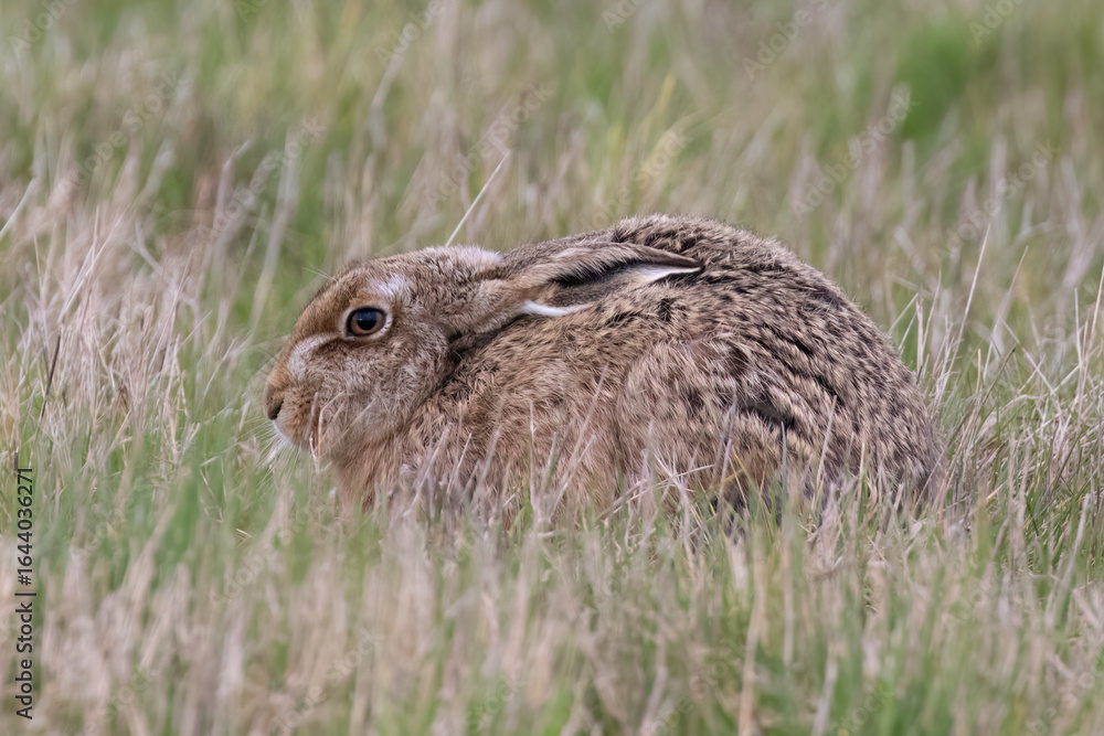 Fototapeta premium Brown Hare