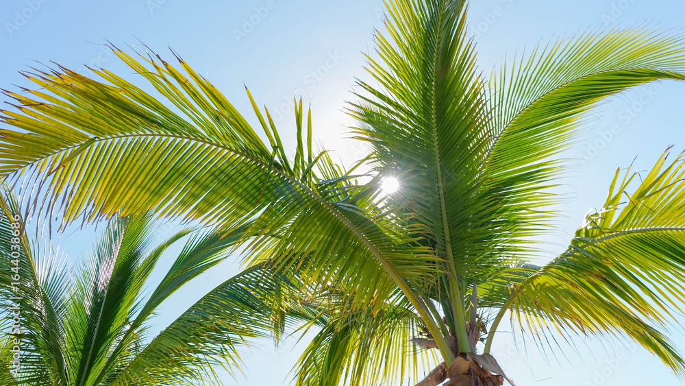 Fototapeta premium Lush green palm trees swaying gently in the tropical breeze under a bright blue sky, creating a serene and inviting atmosphere for relaxation