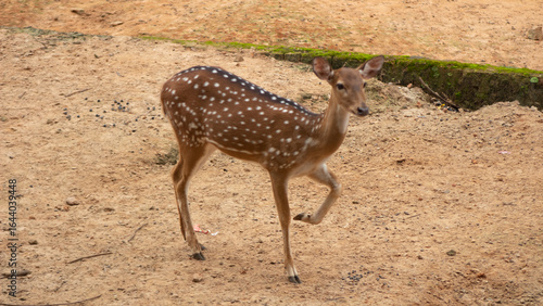 Obraz na plátně Chital or spotted deer in the wild