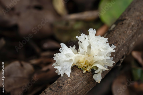 white fruiting bodies of the snow fungus also known as silver ear fungus, Tremella fuciformis