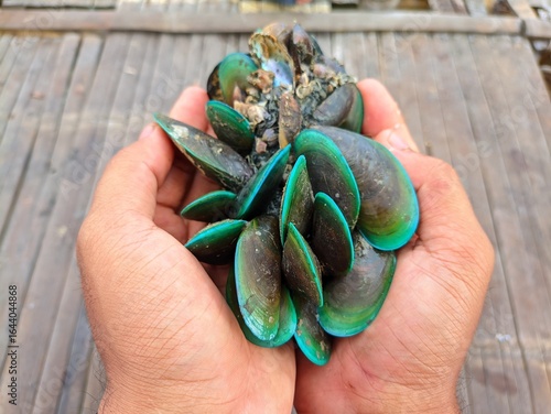 Hand hold fresh green mussels with vibrant shells, detailed texture for seafood concept