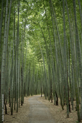 竹林 日本の森