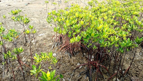 Newly planted mangrove seedlings growing on a small island in the Thousand Islands, Indonesia, supporting coastal restoration efforts