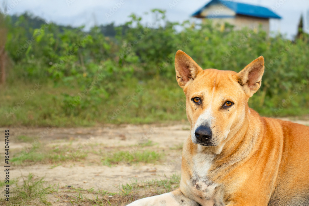 Fototapeta premium Alert brown mixed-breed dog resting on ground outdoors, looking at camera, rural countryside background with green plants and small house, natural light animal portrait.