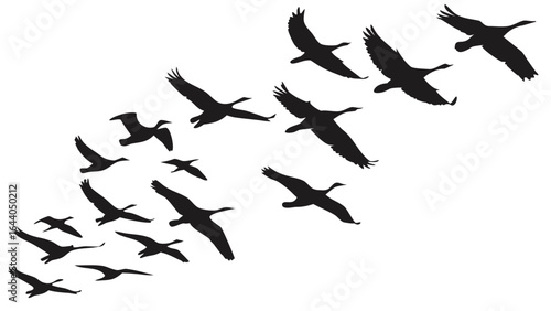Silhouette of a flock of birds flying in formation against a white background in a vector illustration