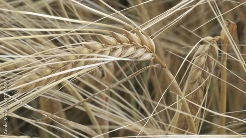 beautiful golden wheat ears at meadow at sunny evening, at sunset. close up