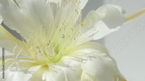 white  huge flower of cactus with yellow core   blooming at sunny day. macro 4k footage