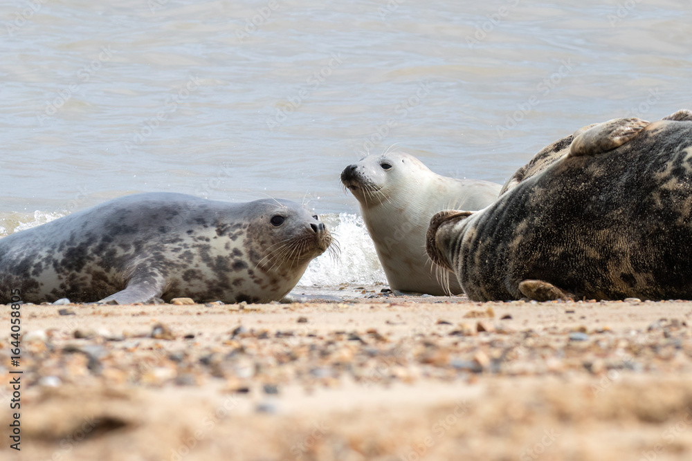 Fototapeta premium Seal