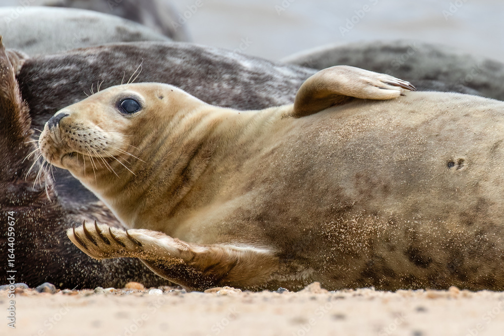 Fototapeta premium Seal