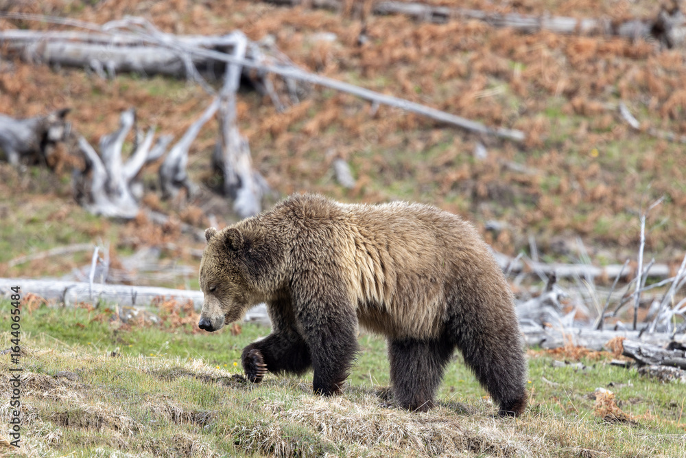 Fototapeta premium Grizzly Bear in Springtime in Yellowstone National Park Wyoming