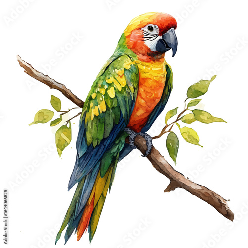 Parrot, watercolor drawing vector, isolated on a white background.