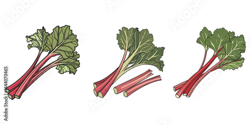 Illustration of Fresh Rhubarb Isolated on white, Rhubarb, silhouette icons set with lettering. Imitation of stamp, print with scuffs. Simple black shape and color vector illustration. Hand drawn