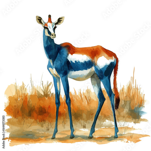Okapi, watercolor drawing vector, isolated on a white background.