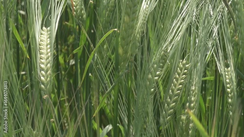 beautiful green rye meadow at sunny evening. close up