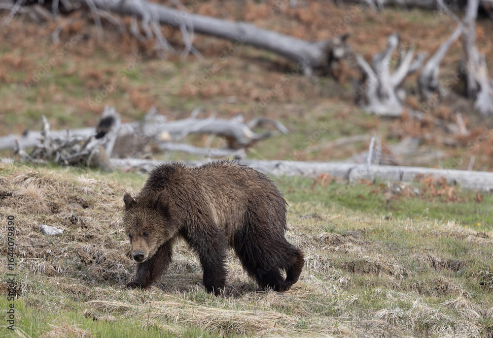 Fototapeta premium Grizzly Bear Cub in Springtime in Yellowstone National park Wyoming