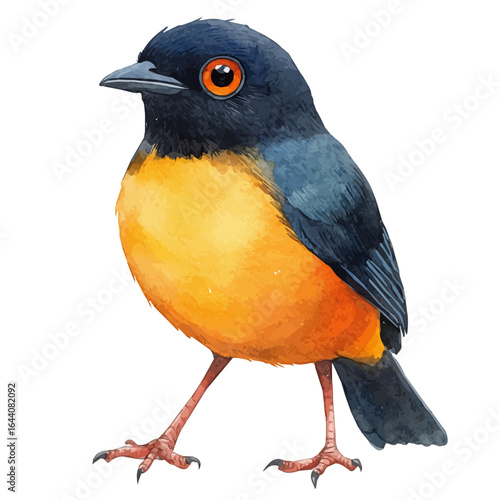 Myna Bird, watercolor illustration vector, isolated on a white background.