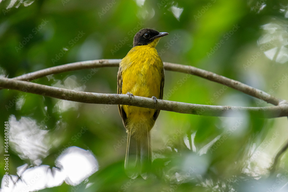 Fototapeta premium Black-capped Bulbul perches gracefully on a slender branch, its vivid yellow body contrasting strikingly with its glossy black head. Surrounded by lush green foliage, the bird’s alert gaze and sleek.