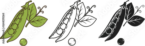 Vector illustration of fresh green peas in pod with leaves art
