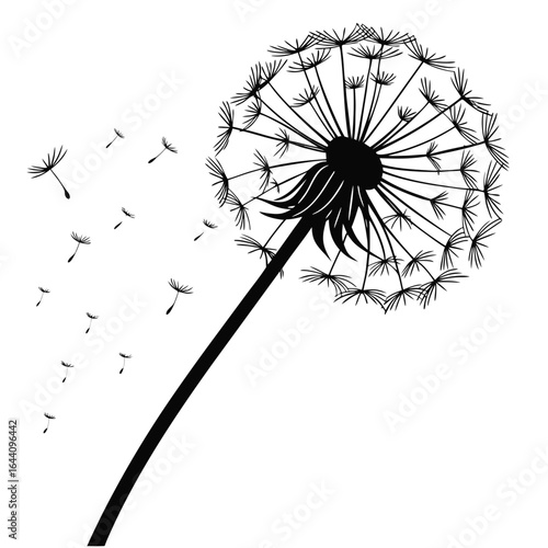 dandelion on white background