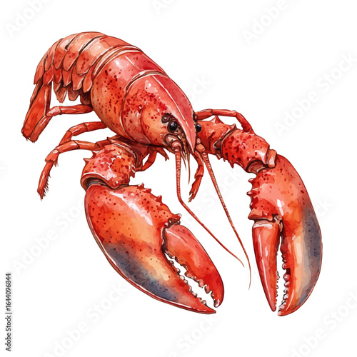 Lobster, watercolor drawing vector, isolated on a white background.