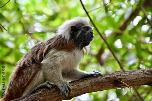 Cotton-top tamarin