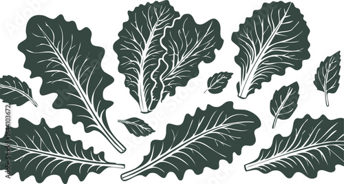 fresh black lettuce salad leaves isolated on transparent png vector.