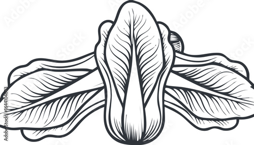 Bok choy vegetable isolated on transparent png vector.food, vegetable, cookery, isolated, white, green, healthy, leaf, asian, background, closeup, diet, fresh, organic, bok choy, horizontal, leafy, 