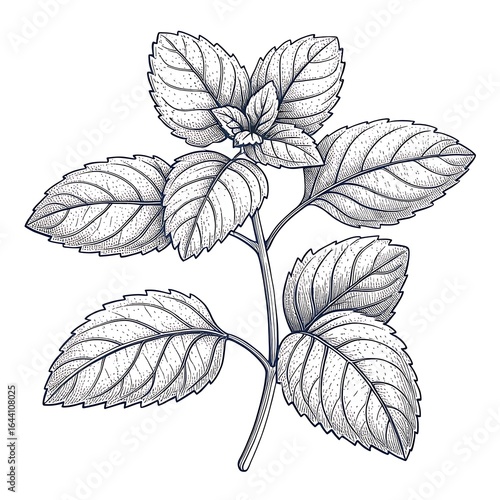 black and white flower
