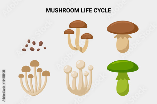 Mushroom life cycle icon set, spore mycelium sprout vector, edible fungi illustration, biology education clipart, nature study elements