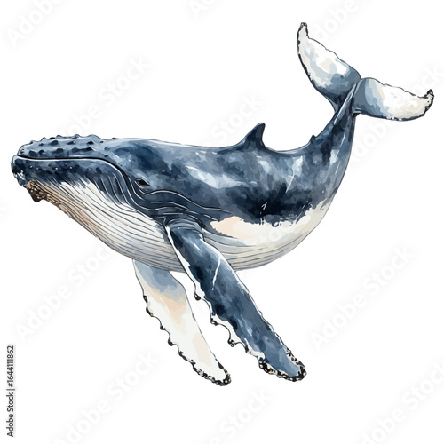 watercolor of Humpback Whale, vector, isolated on a white background.