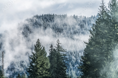 Fototapeta Naklejka Na Ścianę i Meble -  Snow-covered evergreen forest with mist and fog in the Cascade Mountains of Oregon on a cold winter day.