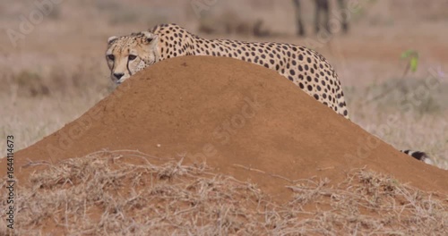 Wide of two Cheetahs (Acinonyx jubatus) walking and Grevy's Zebra (Equus grevyi) running past in sunny day in savannah grassland in Kenya