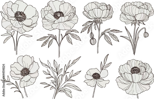 Fototapeta Naklejka Na Ścianę i Meble -  Set outline peony spring, doodle Collection floral stems. Hand drawn Botanical drawing. Detailed line art peonies illustration. Simple Stylized flowers. Black blossom sketch poppies and Buds