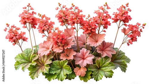 Coral Bells plant with pink flowers and variegated foliage on a white backdrop