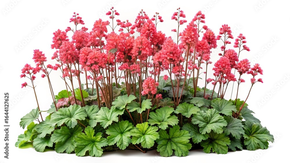Fototapeta premium Heuchera or Coral Bells isolated on white background displaying pink flowers