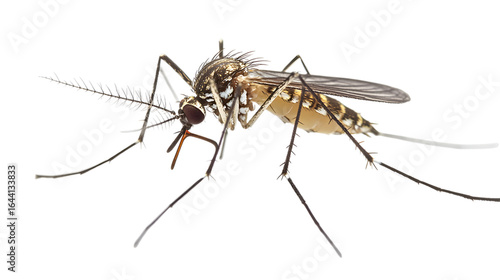 Aedes Mosquito on Transparent Backdrop Detailed Close Up of Insect with Long Legs and Antennae Isolated on Clear Background
