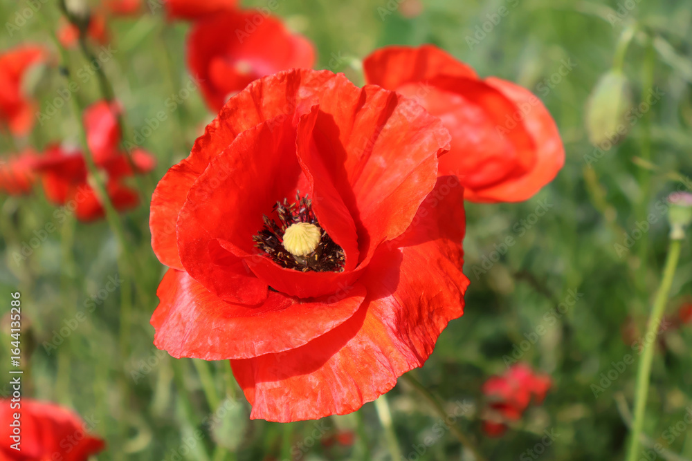 Obraz premium red poppy in the field