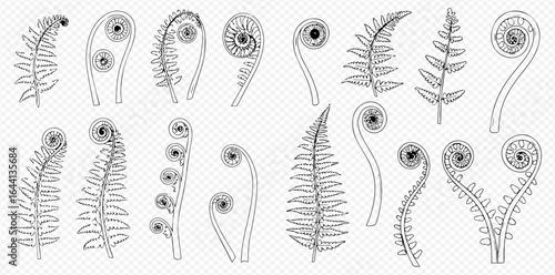 Collection of fern fronds in various stages of unfurling, depicted as black and white line art.