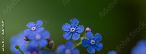 Vivid blue flowers in focus amidst a soft green background, capturing the bea...