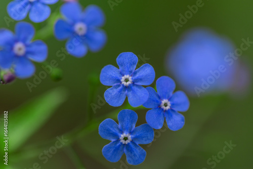Vivid blue flowers in focus amidst a soft green background, capturing the bea...