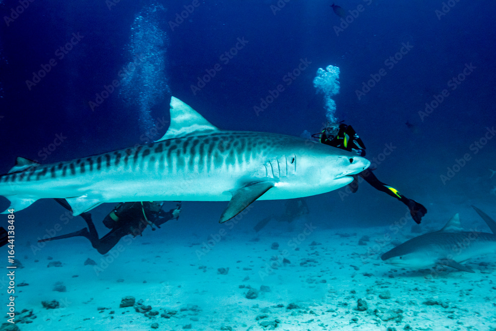 Fototapeta premium Maldives, Tiger Shark (Galeocerdo cuvier)